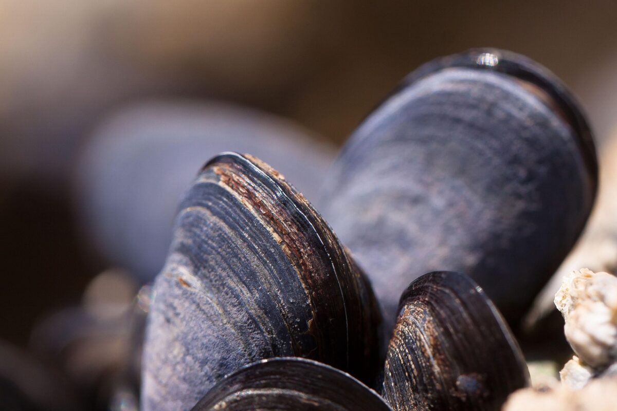 moules fraiches