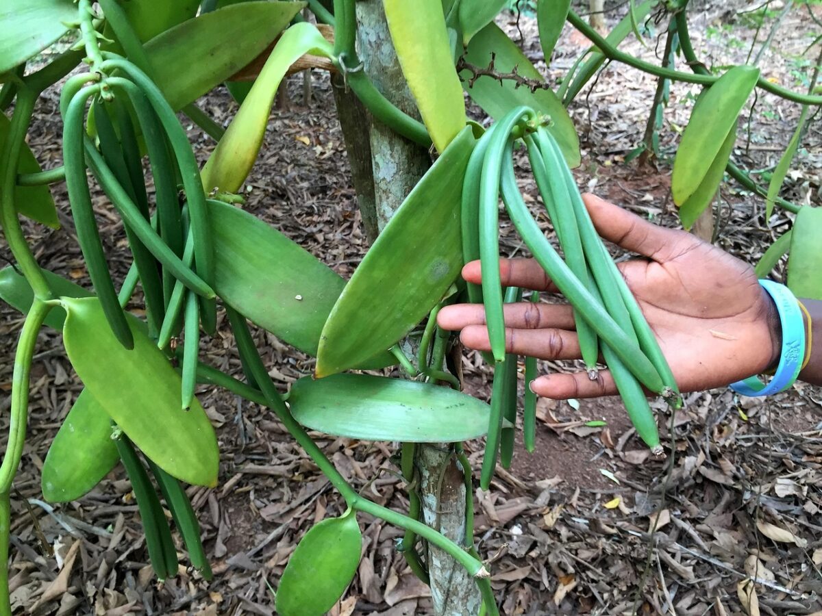 vanilleplant