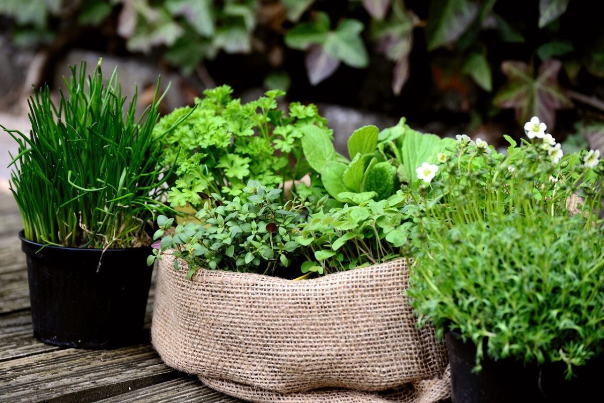 herbes aromatiques
