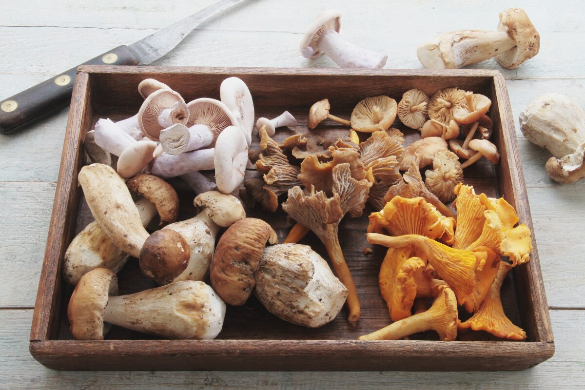assortiment de champignons