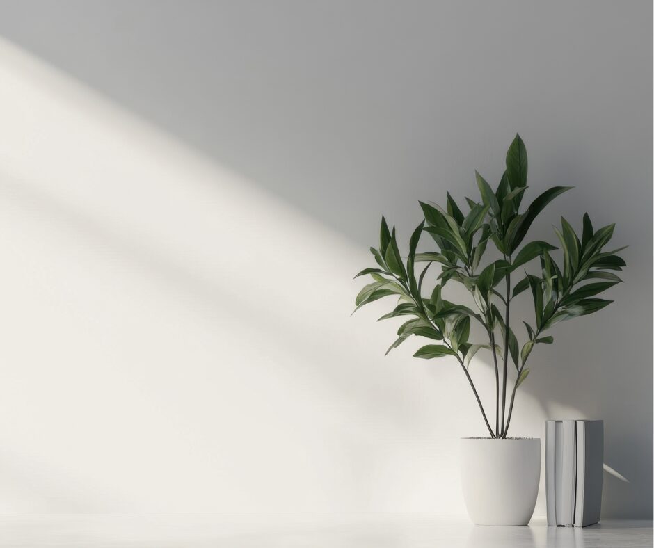 plante d interieur