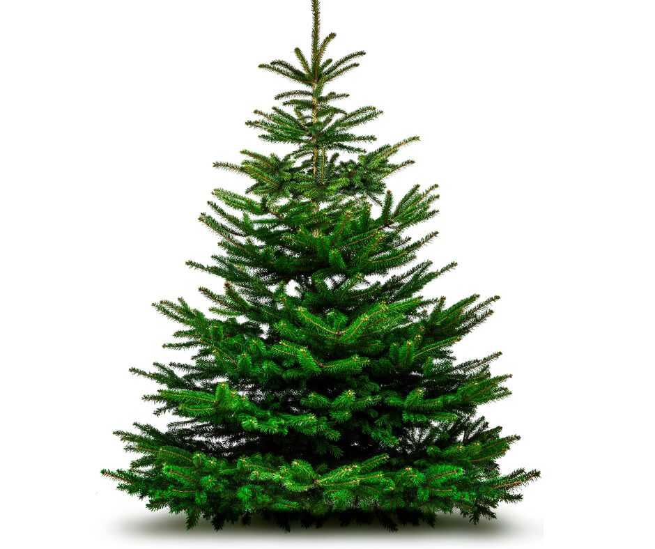sapin de noel nordmann