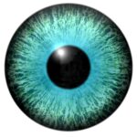 yeux bleu vert